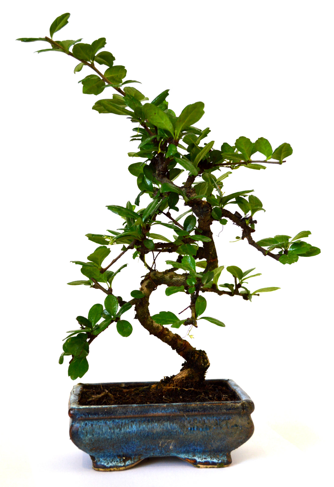 Arrosoir bonsaï en plastique, gris 0,9L