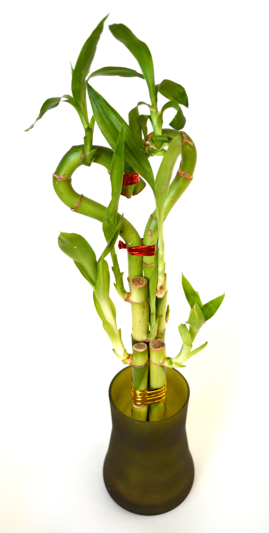 9GreenBox - Lucky Bamboo Heart Style with Tall Glass Vase - 9GreenBox