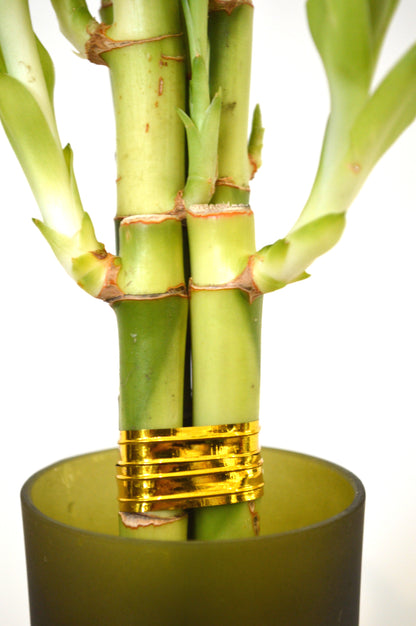 9GreenBox - Lucky Bamboo Heart Style with Tall Glass Vase - 9GreenBox