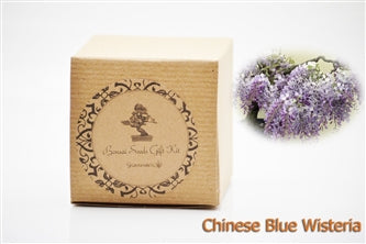 Blue Wisteria Bonsai Seed Kit- Gift - Complete Kit to Grow - 9GreenBox