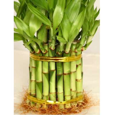 9GreenBox - 3 Tier 4 Inch, 6 inch, 8 inchTop Quality Lucky Bamboo For Feng Shui (Total About 38 Stalks) - 9GreenBox