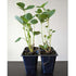 9GreenBox - Sparkle Strawberry Plant - 4 Pack - 9GreenBox