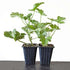 Citronella Geranium Mosquito Repellent Plants Large Size - 2 Pack - 9GreenBox
