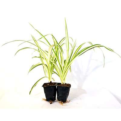 Ocean Spider Plant - Easy to Grow - Cleans the Air - NEW - 2 Pack - 9GreenBox