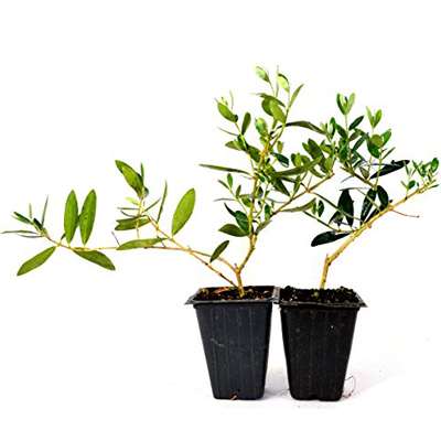 Olive Tree - Tree of Peace - Olea europaea - 2 Pack - 9GreenBox