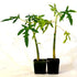 TR Hovey Papaya Carica L. Caricaceae ~ Miniature Tree- 2 Pack - 9GreenBox