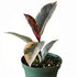 9GreenBox -Tineke Rubber Tree Plant - Ficus - NEW yet very OLD! - 4&quot; Pot - 9GreenBox