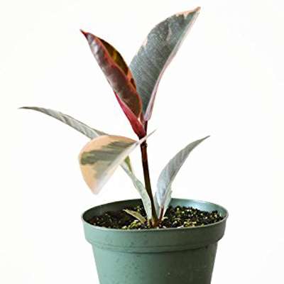 9GreenBox -Tineke Rubber Tree Plant - Ficus - NEW yet very OLD! - 4&amp;quot; Pot - 9GreenBox