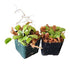 Venus Flytrap - Fly Trap - (Dionaea Muscipula) Carnivorous Plant - 2 Pack - 9GreenBox