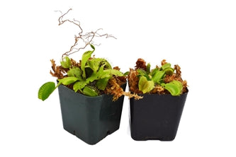 Venus Flytrap - Fly Trap - (Dionaea Muscipula) Carnivorous Plant - 2 Pack - 9GreenBox