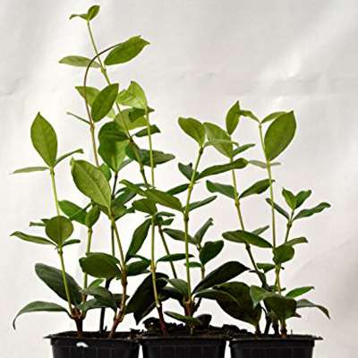 9GreenBox.com -  Jasmine Confederate -Favorite Intensely Fragrant Easy to Grow Vine Jasmine Starter Plants 6 Pack - 9GreenBox