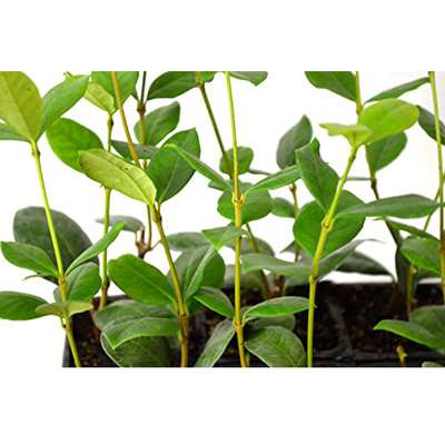 9GreenBox.com -  Jasmine Confederate -Favorite Intensely Fragrant Easy to Grow Vine Jasmine Starter Plants 6 Pack - 9GreenBox