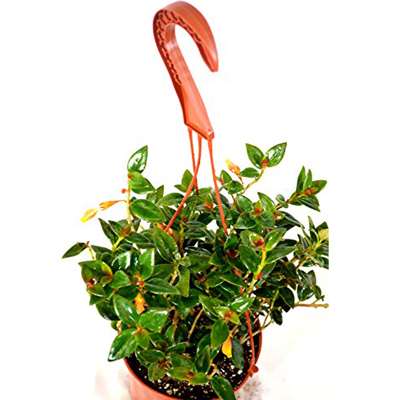 9GreenBox - Goldfish Plant - 6 Hanging Basket - Blooms Constantly! - 9GreenBox