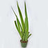 9GreenBox - Blue Walking Iris Plant, Neomarica - 4"Pot - 9GreenBox