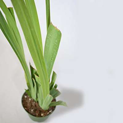 9GreenBox - Blue Walking Iris Plant, Neomarica - 4&quot;Pot - 9GreenBox