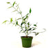 9GreenBox - Jasmine Plant Star Shining Windmill Angel Wing Fragrant 4 Inch Pot - 4&quot; Pot - 9GreenBox