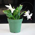 9GreenBox - White Christmas Cactus Plant - Zygocactus - 4" Pot - 9GreenBox