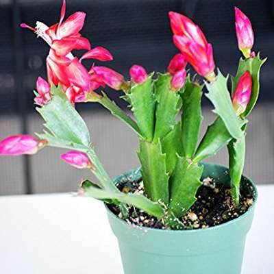 9GreenBox - Red Christmas Cactus Plant - Zygocactus - 4&amp;quot; Pot - 9GreenBox