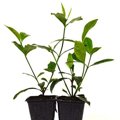 9GreenBox - Gardenia Jasminoides &