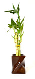 9GreenBox - Lucky Bamboo Spiral Style with Twisted Brown Ceramic Vase - 9GreenBox