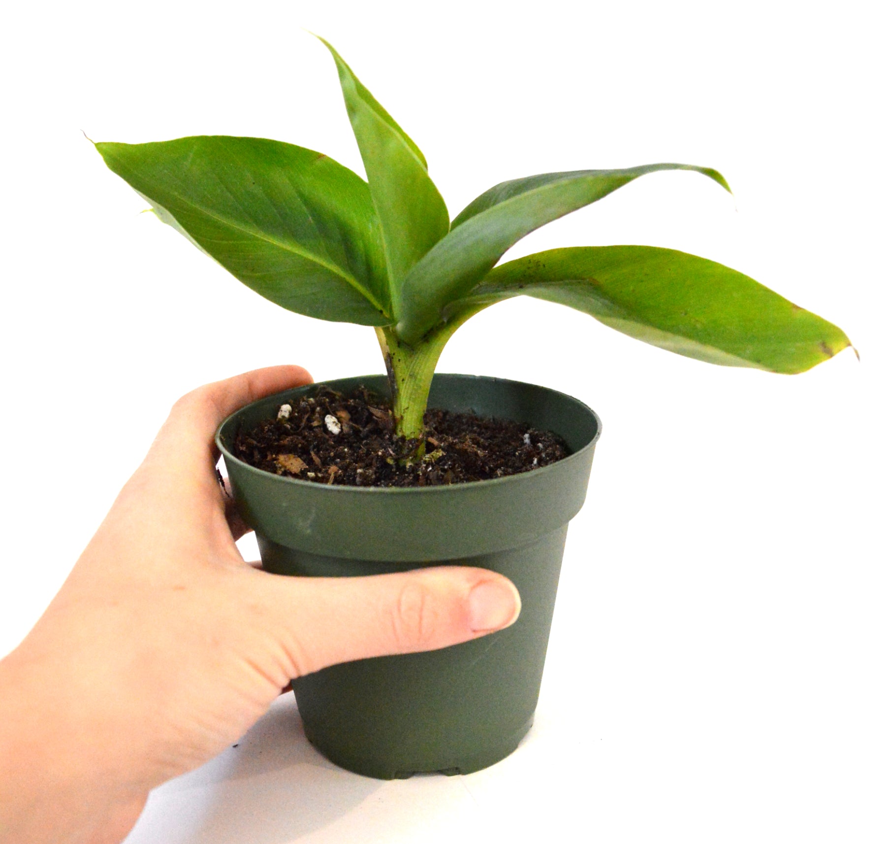 9GreenBox - Truly Tiny - Tiny Musa Banana Tree - 4&quot; Pot - 9GreenBox