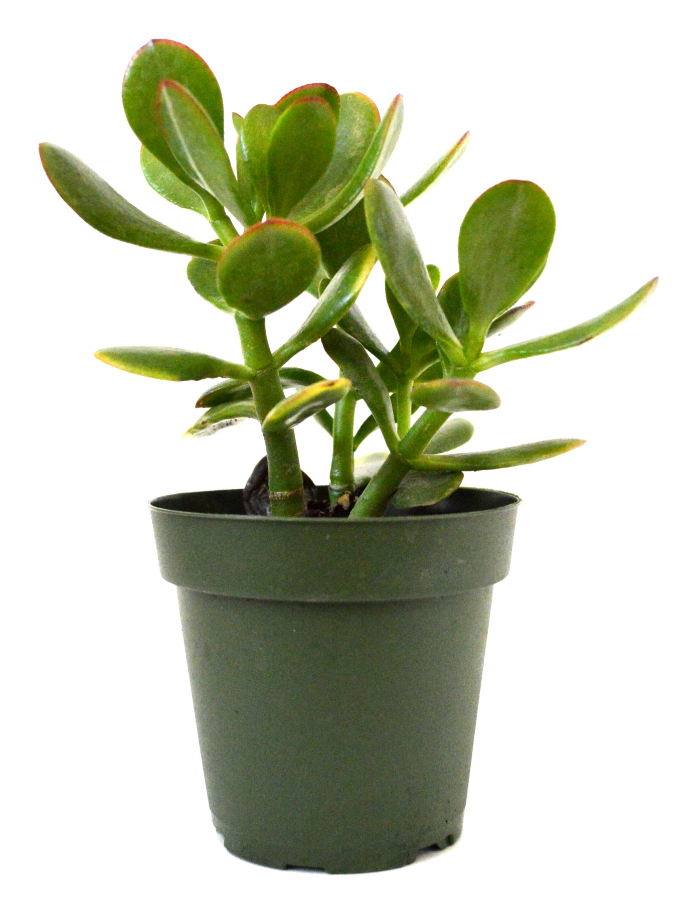 9GreenBox - Jade Plant - 4&quot; Pot - 9GreenBox