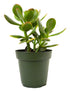 9GreenBox - Jade Plant - 4" Pot - 9GreenBox