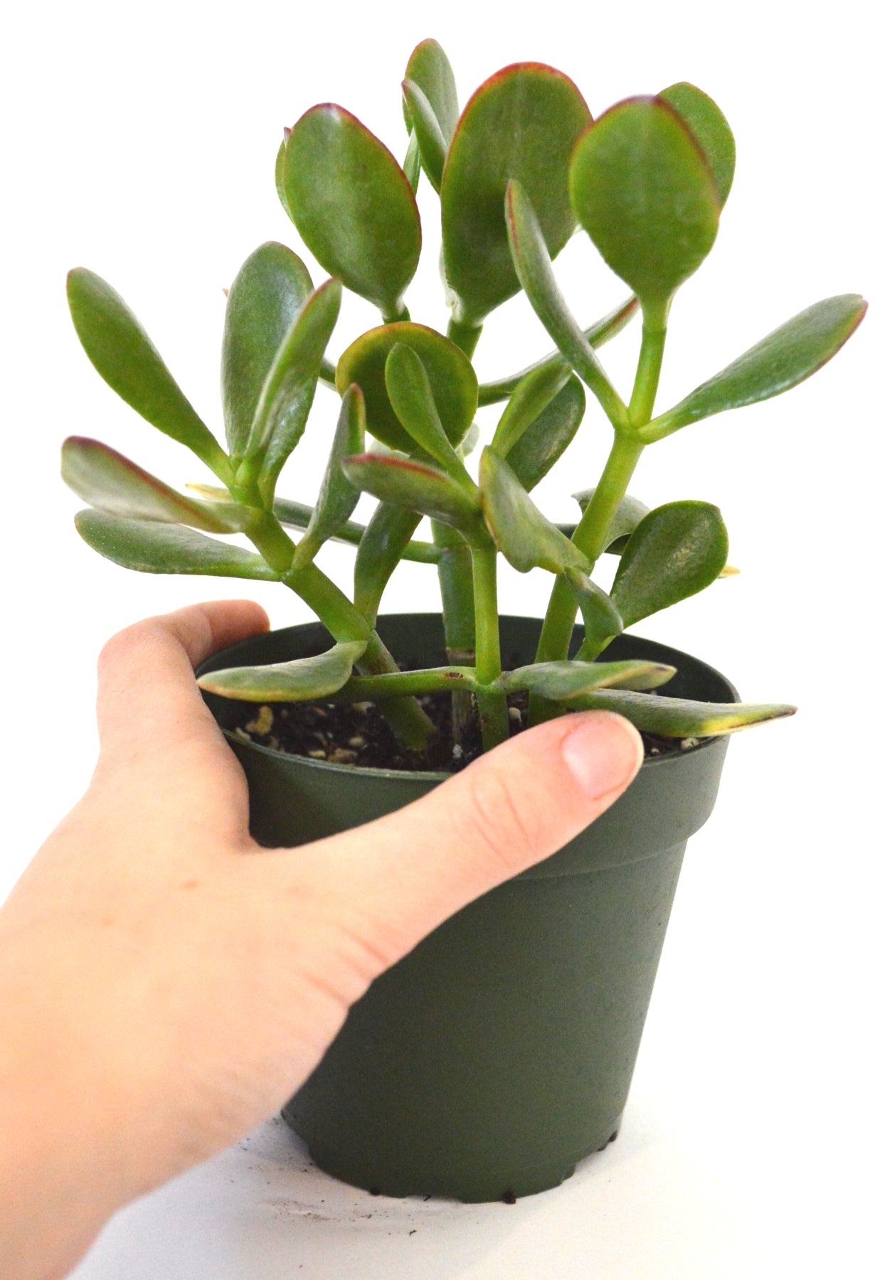 9GreenBox - Jade Plant - 4&quot; Pot - 9GreenBox