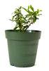 9Greenbox - Dwarf Pomegranate Plant - 4" Pot - 9GreenBox