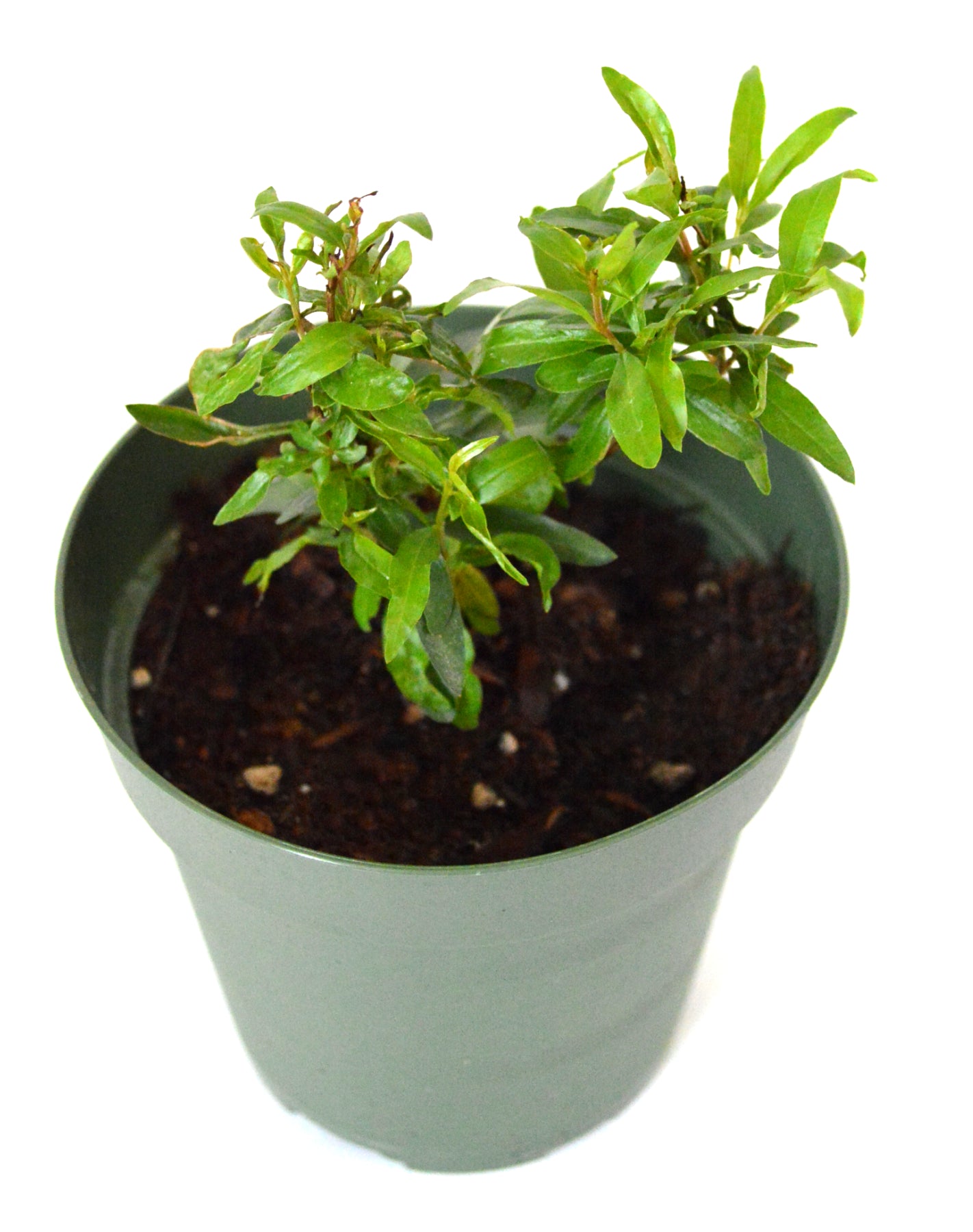 9Greenbox - Dwarf Pomegranate Plant - 4&quot; Pot - 9GreenBox
