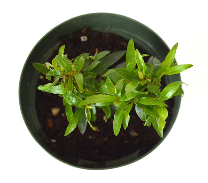 9Greenbox - Dwarf Pomegranate Plant - 4&quot; Pot - 9GreenBox