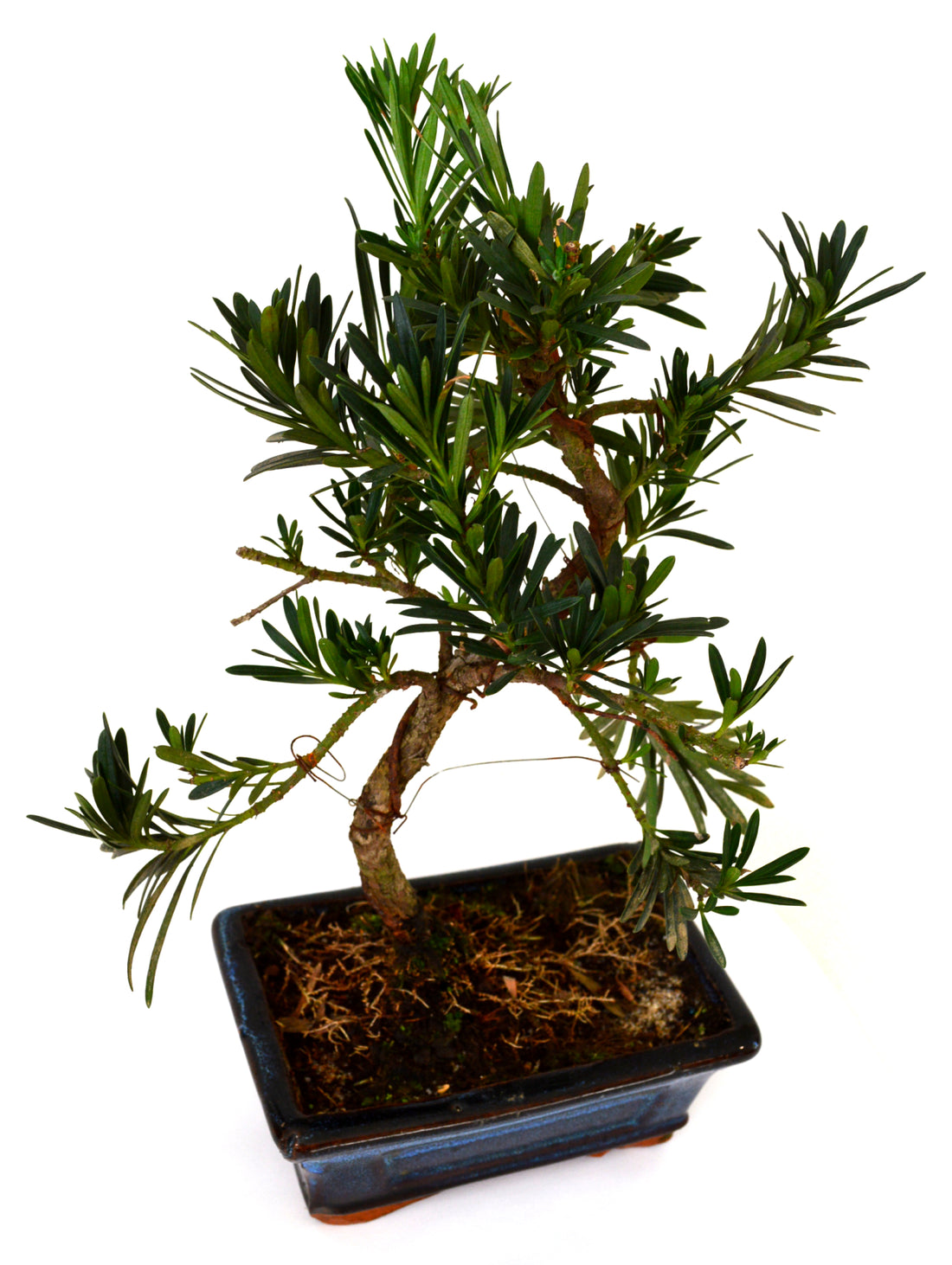 9Greenbox - Plum Pine Bonsai, Podocarpus elatus - 9GreenBox