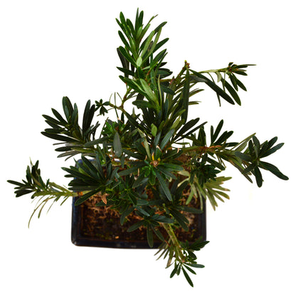 9Greenbox - Plum Pine Bonsai, Podocarpus elatus - 9GreenBox