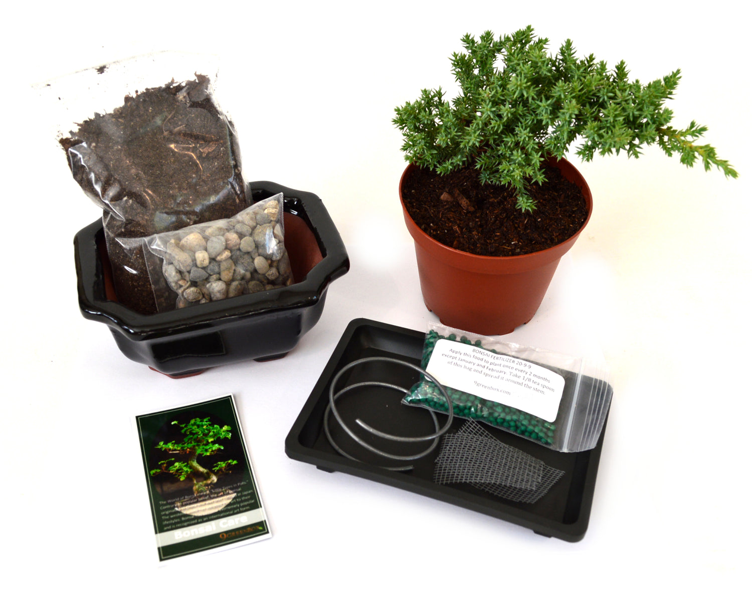 9Greenbox - Complete Juniper Bonsai Tree Starter Kit with Ceramic Vase –  9GreenBox