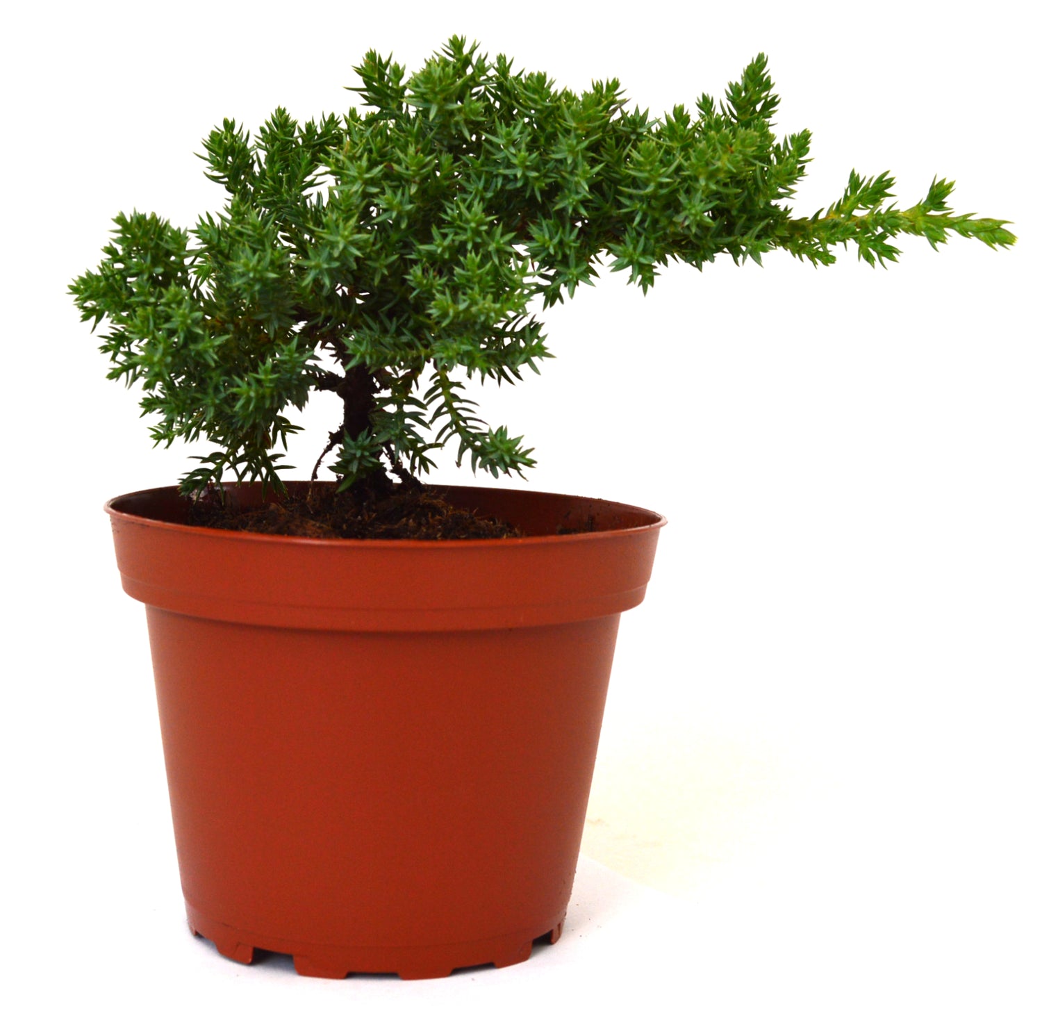 9Greenbox - Complete Juniper Bonsai Tree Starter Kit with Ceramic Vase and Water Tray - 9GreenBox