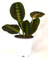 9GreenBox - Red Prayer Plant - Maranta - Easy to Grow House Plant - 4" Pot - 9GreenBox