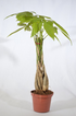 9GreenBox - 5 Money Tree Plants Braided Into 1 Tree -Pachira with 4" Ceramic ... - 9GreenBox