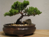 9GreenBox - Juniper Tree Bonsai Best Gift - 9GreenBox