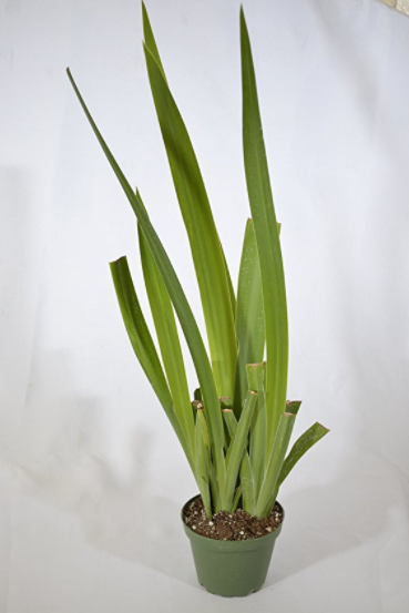 Blue Walking Iris Plant - Neomarica - Rare Houseplant - 9GreenBox