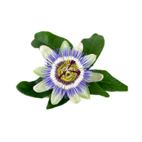 MAYPOP PURPLE PASSION FLOWER PLANT (PASSIFLORA INCARNATA) - 9GreenBox