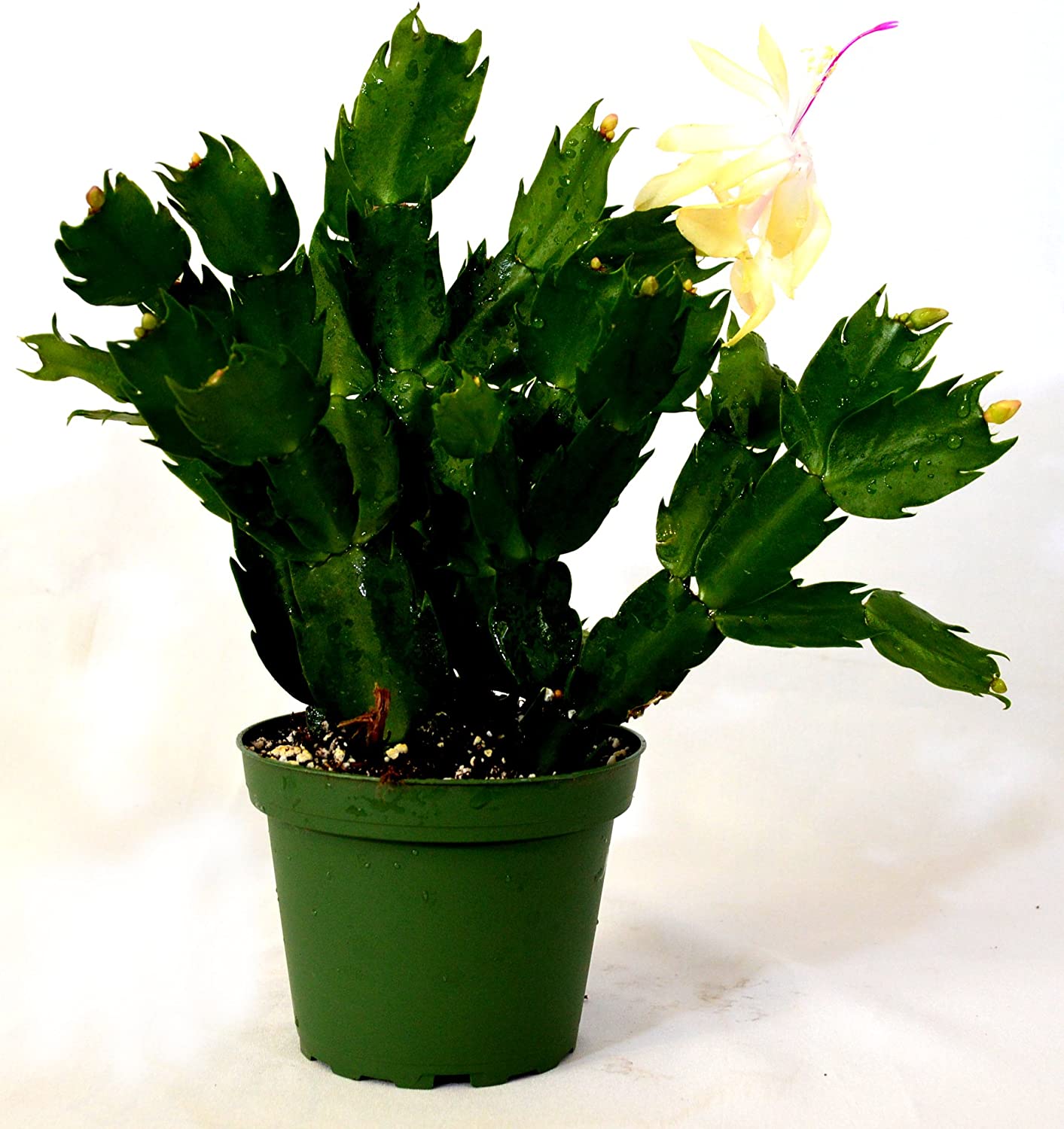 9GreenBox - Rare Yellow Christmas Cactus Plant - Zygocactus - 4&quot; Pot