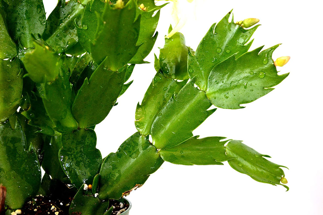 9GreenBox - Rare Yellow Christmas Cactus Plant - Zygocactus - 4&quot; Pot